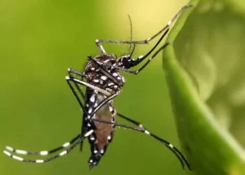 Doença transmitida pelo Aedes aegypti, Infecções