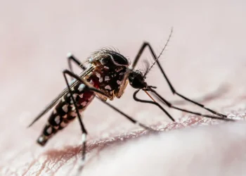 aumento de dengue, casos de dengue