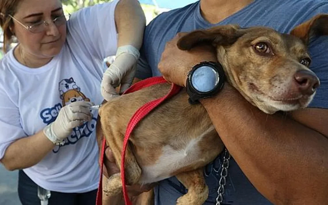 Campanha de Vacinação Antirrábica, imunização, prevenção