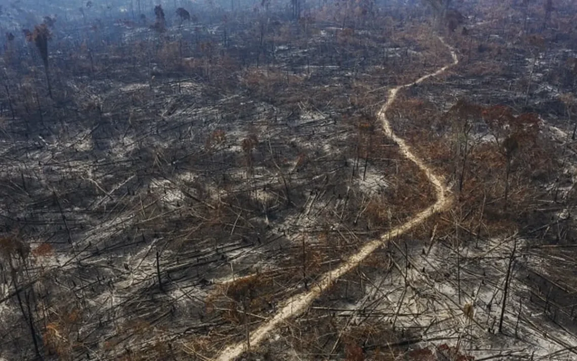 desflorestamento, destruição da floresta