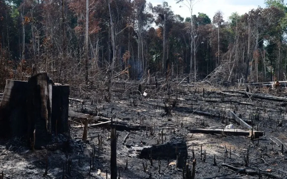 desflorestamento, devastação, destruição;