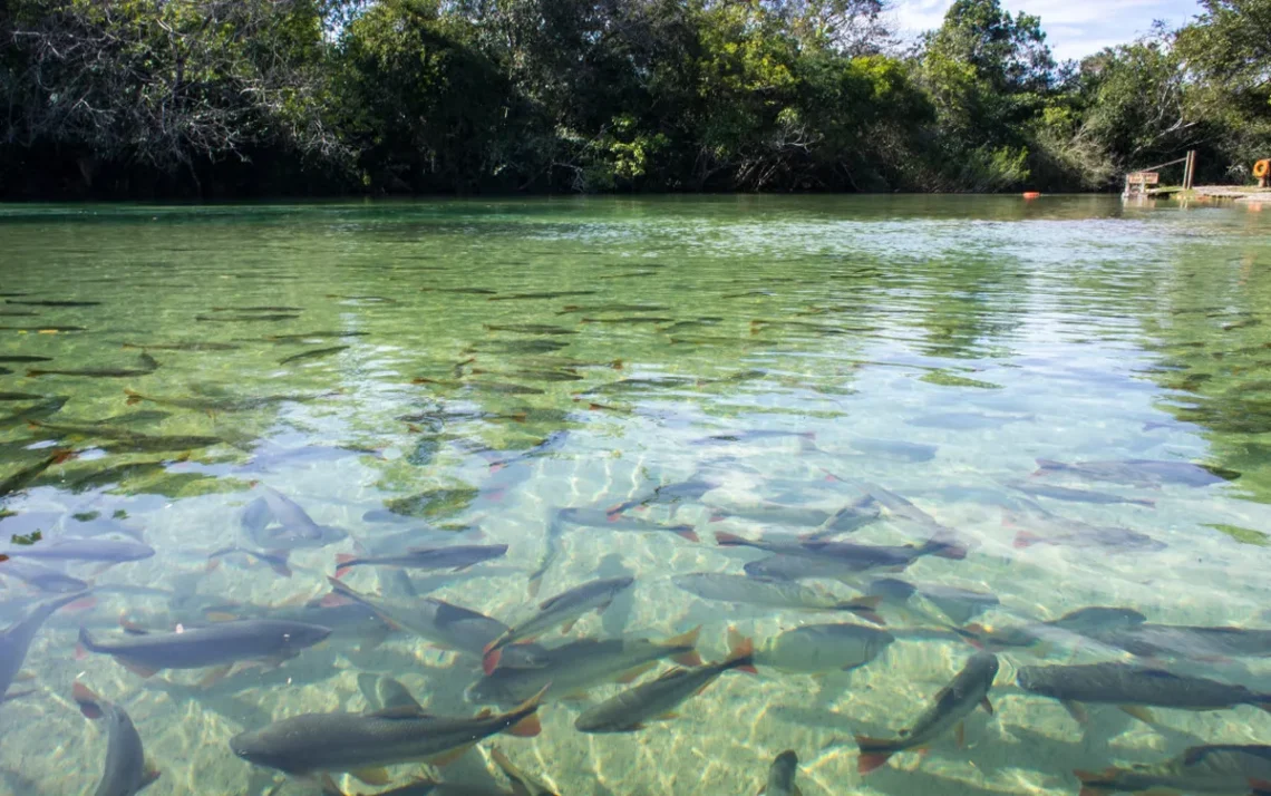 Fundo da Amazônia;